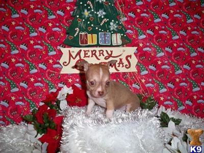 Chihuahua Puppies for Sale